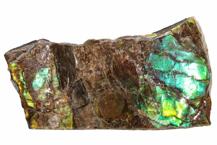 Iridescent Ammolite (Fossil Ammonite Shell) - Alberta, Canada #222724